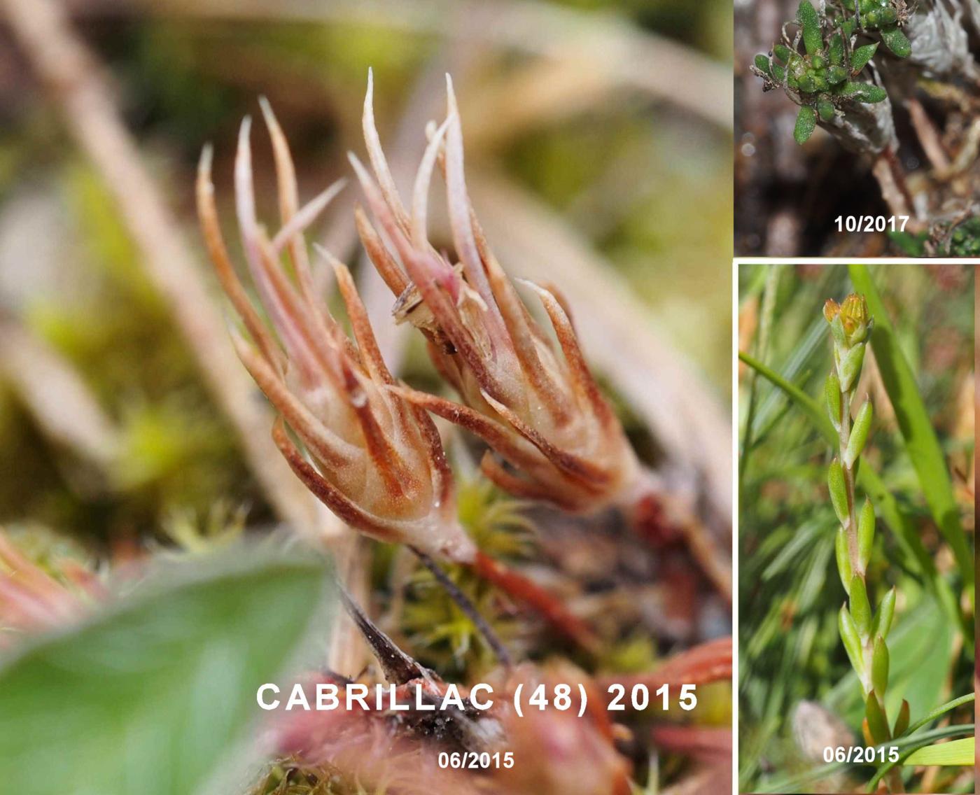 Stonecrop,[Embracing leaved] leaf